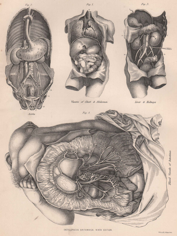HUMAN ANATOMY Viscera Abdomen Aorta Liver Kidney Intestinal blood vessels 1898